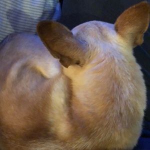 Meet your Posher, Toni